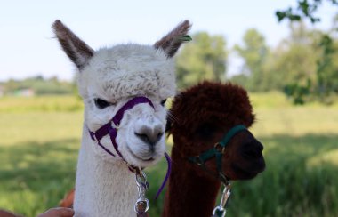Alpacas on farm. Beautiful domestic animals on farm. Summer day on a country side. Fluffy alpacas close up portrait. 