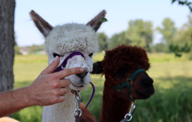 Funny alpaca close up photo. Fluffy farm animal looking at camera. European farm life concept. 