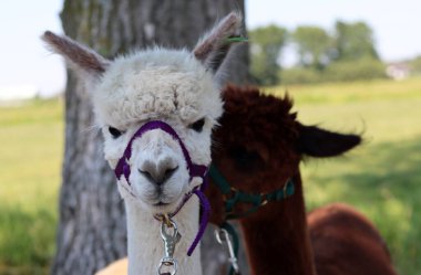 Cute Alpaca close up portrait. Domesticated animal on a farm. Dutch countryside living. Summer day photo. 