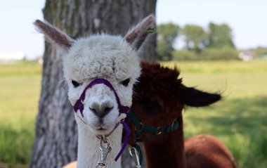 Close up portrait of alpaca outdoors. Fluffy farm animals on a walk. Sunny summer day in Europe. 