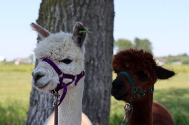 Close up portrait of alpaca outdoors. Fluffy farm animals on a walk. Sunny summer day in Europe. 