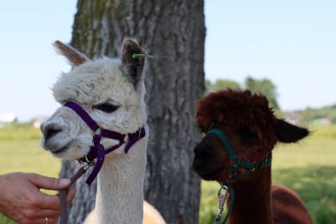 Cute Alpaca close up portrait. Domesticated animal on a farm. Dutch countryside living. Summer day photo. 