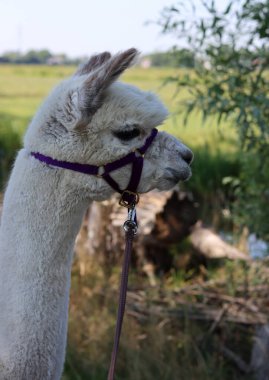 Close up portrait of alpaca outdoors. Fluffy farm animals on a walk. Sunny summer day in Europe. 