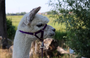 Funny alpaca close up photo. Fluffy farm animal looking at camera. European farm life concept. 