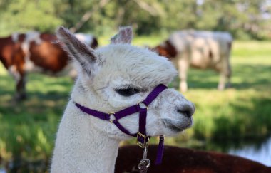 Close up portrait of alpaca outdoors. Fluffy farm animals on a walk. Sunny summer day in Europe. 