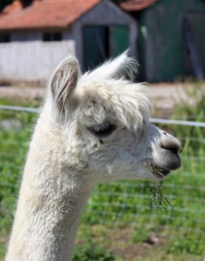 Cute Alpaca close up portrait. Domesticated animal on a farm. Dutch countryside living. Summer day photo. 