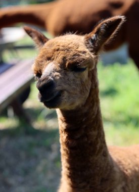 Alpaca farm on summer day. Cute domesticated animals walking outdoors. Farming in the Netherlands. 