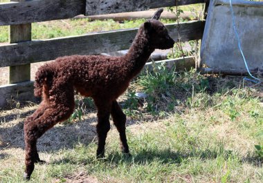 Alpaca farm on summer day. Cute domesticated animals walking outdoors. Farming in the Netherlands. 