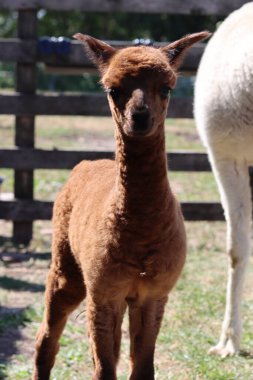 Funny alpaca close up photo. Fluffy farm animal looking at camera. European farm life concept. 