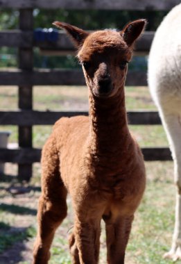 Alpaca farm on summer day. Cute domesticated animals walking outdoors. Farming in the Netherlands. 