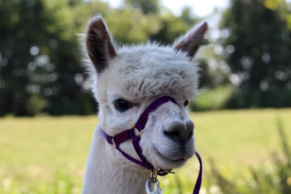 Alpaca farm on summer day. Cute domesticated animals walking outdoors. Farming in the Netherlands.