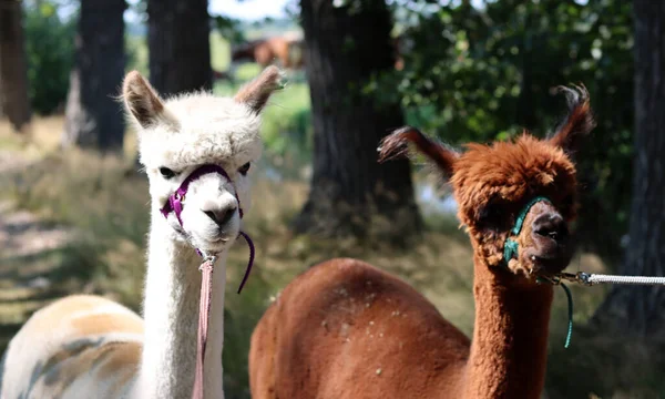 Close Portrait Alpaca Outdoors Fluffy Farm Animals Walk Sunny Summer — Stockfoto