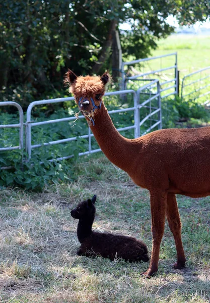 Alpaca farm on summer day. Cute domesticated animals walking outdoors. Farming in the Netherlands.