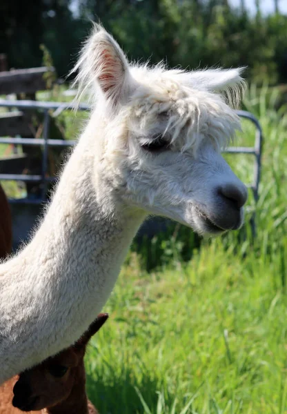 Cute Alpaca close up portrait. Domesticated animal on a farm. Dutch countryside living. Summer day photo.