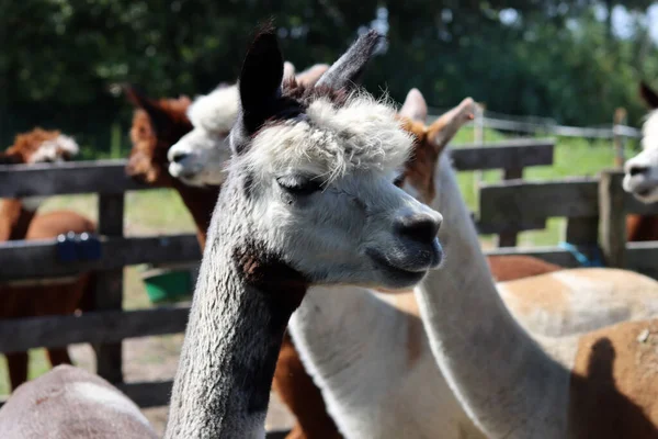 Alpacas Farm Beautiful Domestic Animals Farm Summer Day Country Side —  Fotos de Stock