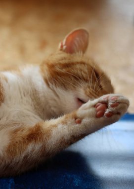 Ginger cat looking at camera. Cute animal close up photo. Happy pet's life concept. 