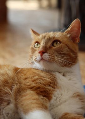 Ginger cat looking at camera. Cute animal close up photo. Happy pet's life concept. 