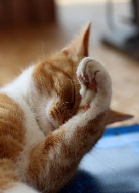 Ginger cat looking at camera. Cute animal close up photo. Happy pet's life concept. 