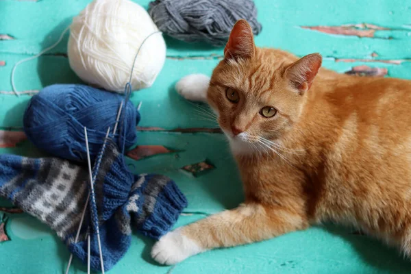 Portrait of cat playing with wool yarn balls on wooden floor. Funny animal photo. Knitting warm socks.