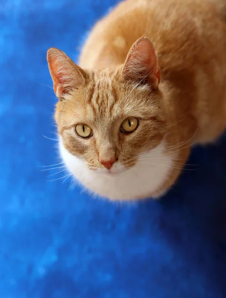 Close Portrait Cute Ginger Cat Textured Blue Background Copy Space — Foto de Stock