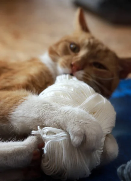 Portrait of cat playing with wool yarn balls on wooden floor. Funny animal photo. Knitting warm socks.