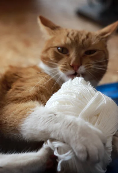 Funny cat playing with ball of white wool yarn. Selective focus.