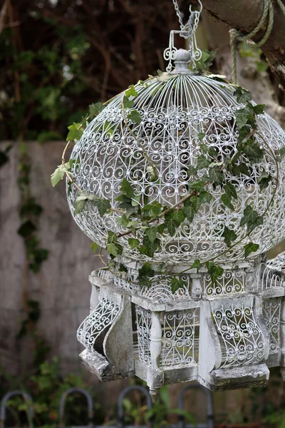 White vintage bird cage hanging on a tree in a garden. Ivy on a bird cage. Garden decoration concept.