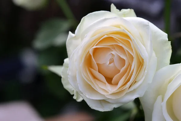 White Rose Close Photo Beautiful Flower Petals — Stockfoto