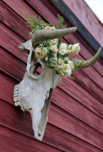 Cow scull close up photo. Halloween outdoor decorations. Wreath of white roses on an animal scull.