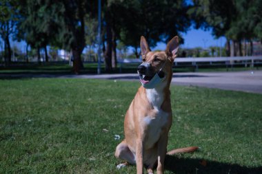 Beyaz göğüs renginde, siyah maske takan, çimlerin üzerinde oturan büyük, bronz bir köpek. Evcil hayvanlar, salgınlar, hayvan hastalıkları.