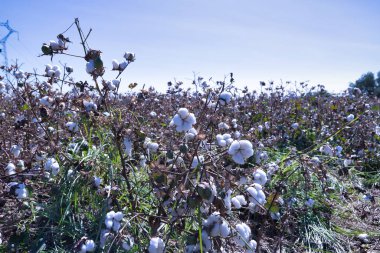 Sürdürülebilir bir tarlada çiçek açmış organik bir pamuk fabrikasının ayrıntıları. Bilimsel adı: Gossypium.