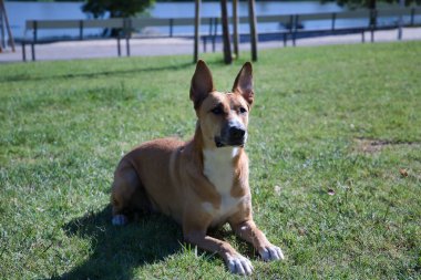 Büyük boy, bronz tenli, beyaz göğsü olan, emir almak için dikkatli bir pozisyonda çimlere uzanmış melez bir köpek. Evcil hayvanlar, hayvanlar, melez köpekler.