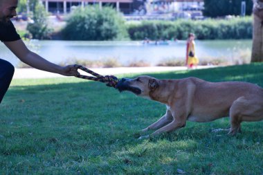Büyük boy, bronz tenli, beyaz göğüslü, ip ısıran melez bir köpek. Kavram: Isırma, saldırı, eğitim, evcil hayvanlar, melez köpekler.