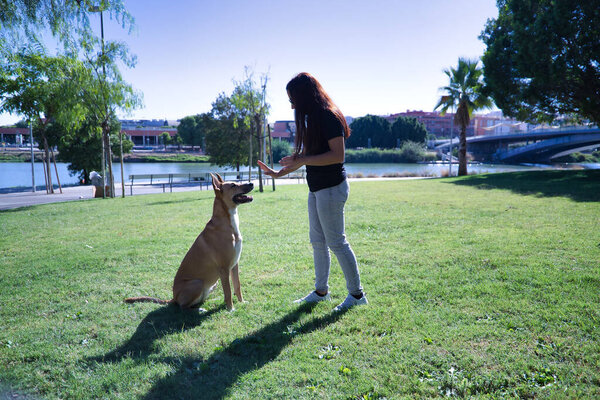 Middle-aged Hispanic woman training her large tan mongrel dog with white chest. Concept training, pets, crossbred dogs.