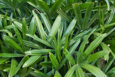 Doku, küçük palmiyelerden oluşan birkaç yeşil bitkiden oluşur. Kavram arkaplanı, yeşil, bitkiler, bitki örtüsü.
