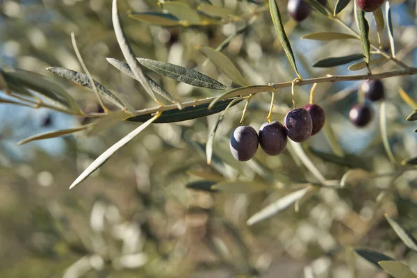 Diverse Olive Nere Piccoli Grappoli Appese Ramo Ulivo Concetto Olio — Foto Stock