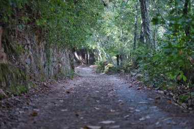 Road or trail in a forest surrounded by chestnut trees during the autumn season. Concept paths, nature, trail, hiking.