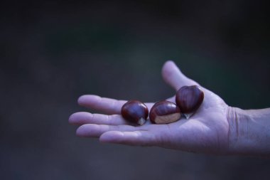 Open hand of man showing three chestnuts in foreground. Autumn concept, fruits, chestnut tree. Selective focus.