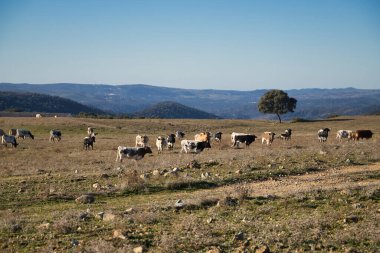 Soyu tükenmekte olan bir grup yerli İspanyol ineği, kırsalda, bir meşe ağacının yanında. Bilimsel adı Bos Taurus, sığır, çiftlik hayvanı, et kavramı.