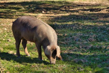 İber domuzu meşelerin yanındaki otlakta meşe palamudu yiyor. Bilimsel adı Sus scrofa domesticus. Konsept çiftlik hayvanları, jambon, domuz eti, sosis.