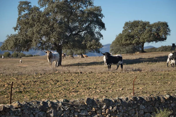 Grupo Vacas Espanholas Nativas Perigo Campo Lado Uma Azinheira Nome — Fotografia de Stock