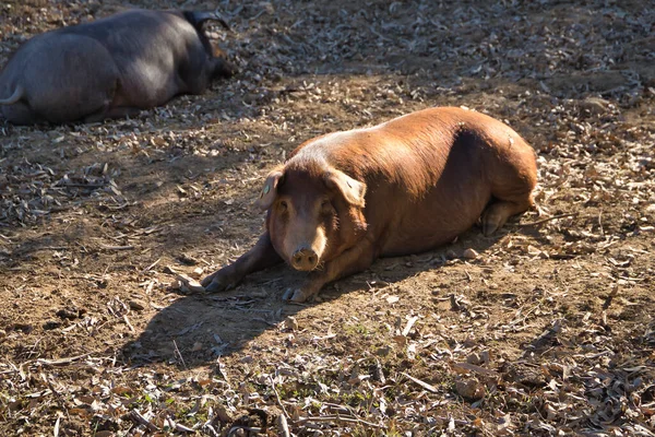 Iberyjskie Świnie Odpoczywające Pastwisku Obok Dębów Naukowe Imię Sus Scrofa — Zdjęcie stockowe