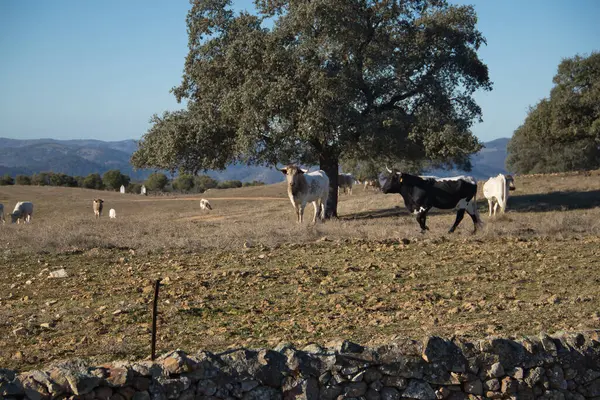 Grupo Vacas Espanholas Nativas Perigo Campo Lado Uma Azinheira Nome — Fotografia de Stock