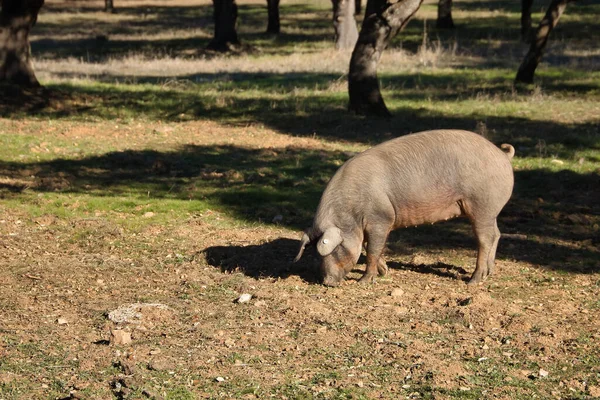 Iberyjska Świnia Jedząca Żołędzie Pastwisku Obok Dębów Naukowe Imię Sus — Zdjęcie stockowe