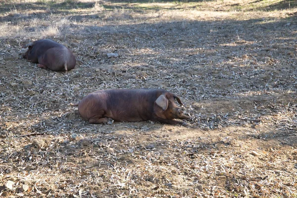 Iberyjskie Świnie Odpoczywające Pastwisku Obok Dębów Naukowe Imię Sus Scrofa — Zdjęcie stockowe