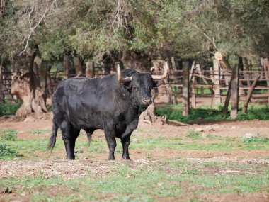 Tarlanın ortasında kocaman boynuzları olan, siyah renkli etkileyici cesur boğa. Çiftlik hayvanları, cesaret, boğa güreşi, boğa güreşi.