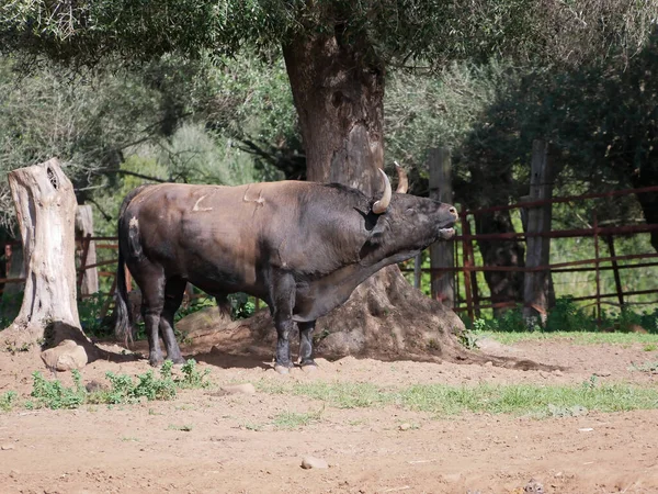 Impressive Brave Bull Black Color Huge Horns Mooing Middle Field — Stock Photo, Image