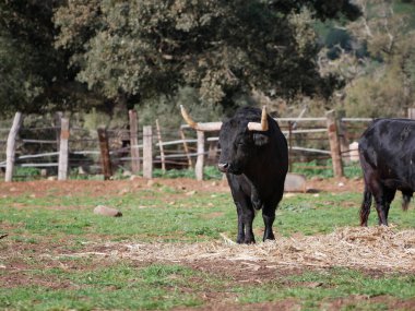 Tarlanın ortasında kocaman boynuzları olan, siyah renkli etkileyici cesur boğa. Çiftlik hayvanları, cesaret, boğa güreşi, boğa güreşi.