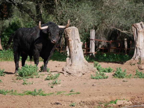 Touro Corajoso Preto Com Chifres Enormes Arranhando Rosto Chifres Contra — Fotografia de Stock