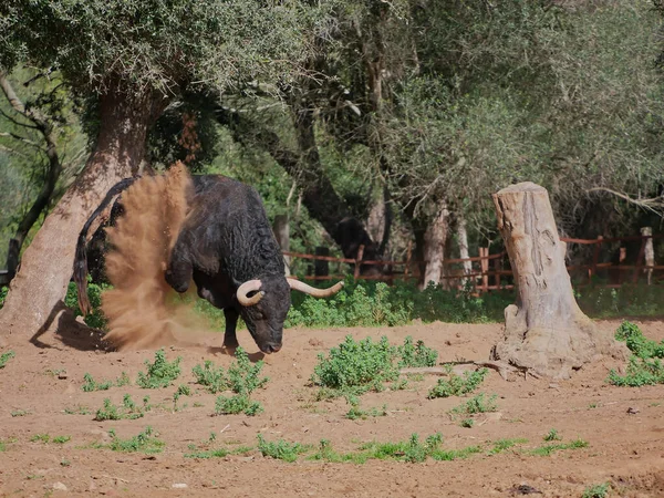 Εντυπωσιακό Γενναίο Ταύρο Μαύρο Τεράστια Κέρατα Σκάβει Έδαφος Πόδι Του — Φωτογραφία Αρχείου